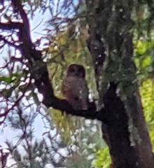 Strix