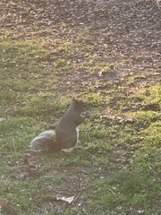 Sciurus carolinensis