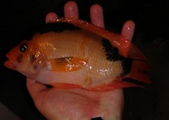 Amphilophus citrinellus