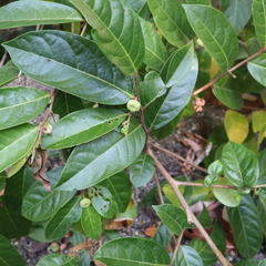 Glochidion harveyanum