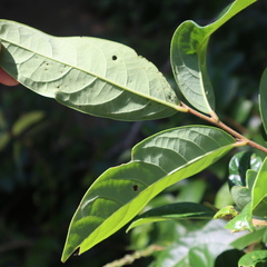 Glochidion harveyanum