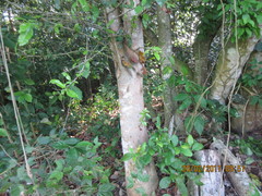 Sideroxylon persimile