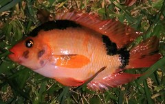 Amphilophus citrinellus