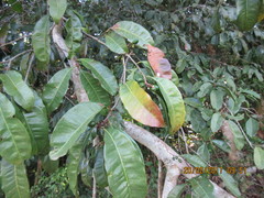 Sideroxylon persimile