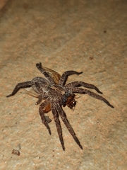 Centroctenus brevipes