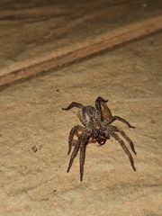 Centroctenus brevipes