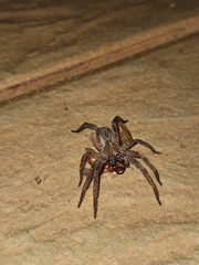 Centroctenus brevipes