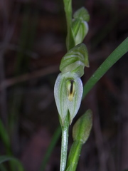 Pterostylis longifolia