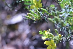 Hibbertia australis