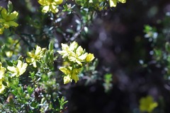 Hibbertia australis