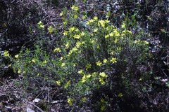 Hibbertia australis