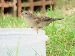 Passer domesticus