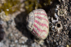 Steromphala umbilicalis