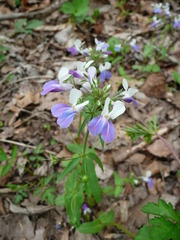 Collinsia verna