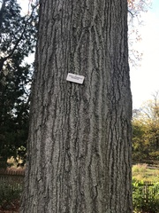 Quercus × heterophylla