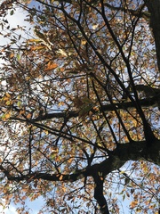 Quercus × heterophylla