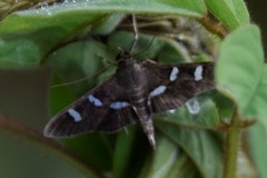 Desmia deploralis
