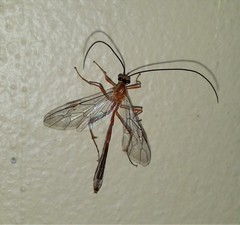 Dicamptus fuscicornis