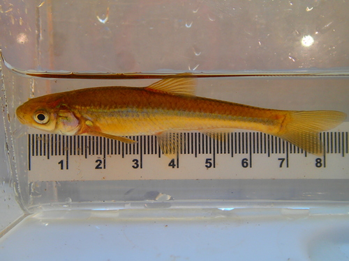 Brassy Minnow