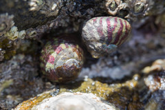 Steromphala umbilicalis