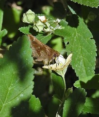 Cymaenes odilia