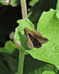 Cymaenes odilia
