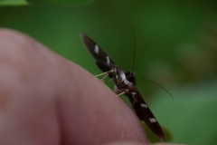 Desmia deploralis