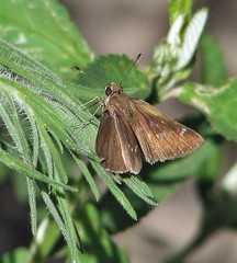 Cymaenes odilia