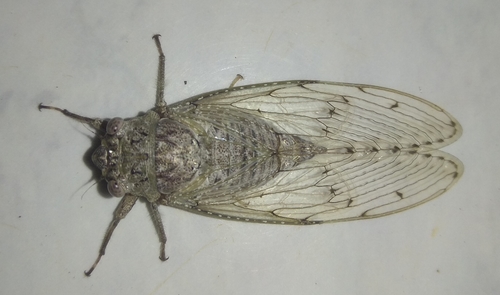 Nosoarna albipilosa
