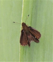 Cymaenes odilia