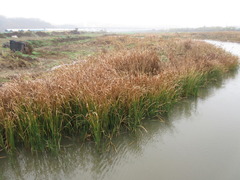 Typha orientalis