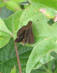 Cymaenes odilia