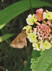 Cymaenes odilia