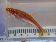 Chrosomus neogaeus