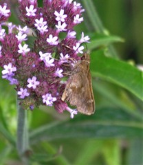 Cymaenes odilia
