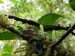 Litoria angiana