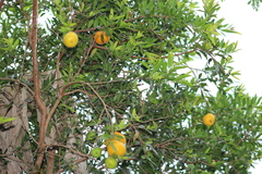 Eugenia pyriformis