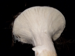 Hypomyces ochraceus