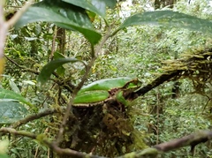 Litoria angiana