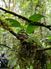 Litoria angiana