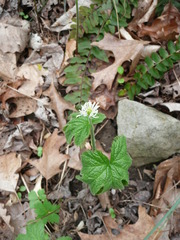 Hydrastis canadensis