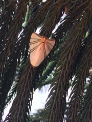 Eulepidotis geminata