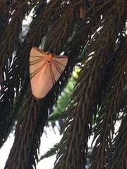 Eulepidotis geminata