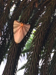 Eulepidotis geminata