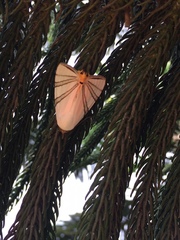 Eulepidotis geminata