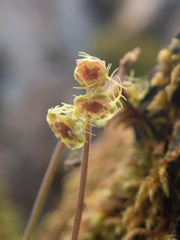 Pectiantia pentandra