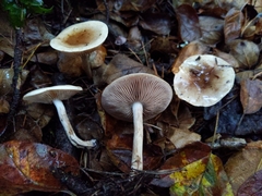 Hebeloma sacchariolens