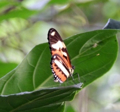 Mechanitis lysimnia nesaea