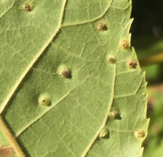 Phylloxera caryaesemen