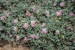 Trifolium andersonii